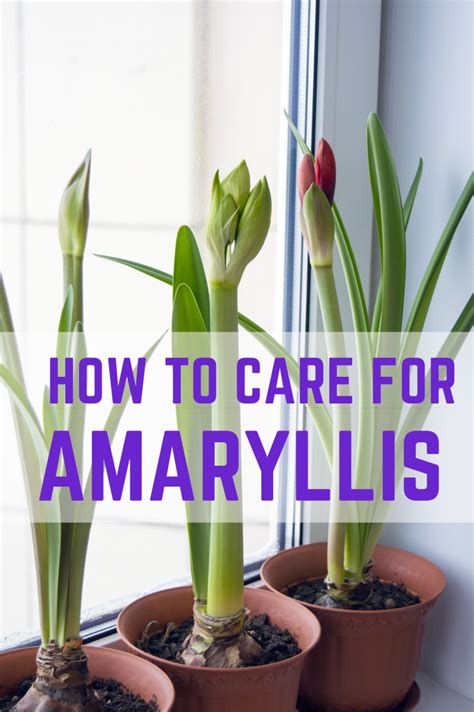 How To Care For Amaryllis Bulb In Wax Waxed Amaryllis Update & Aftercare! 🥰💚// Garden Answer - YouTube